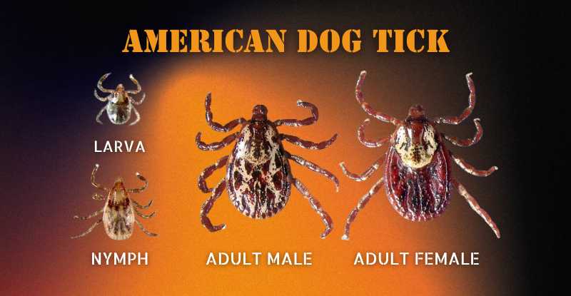 Graphic that shows American Dog Ticks at all stages of life
