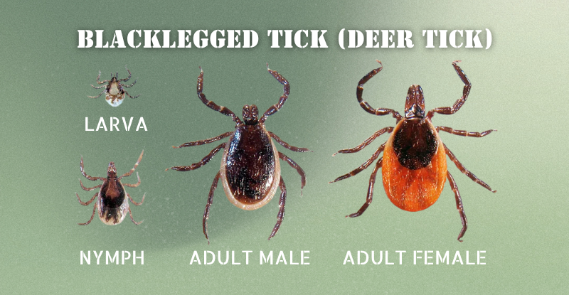 Graphic that shows Blacklegged Ticksat all stages of life