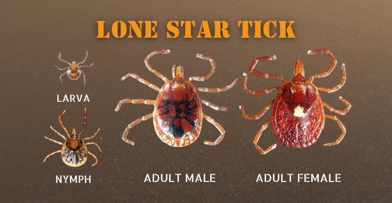 Graphic that shows Lone Star Ticks at all stages of life