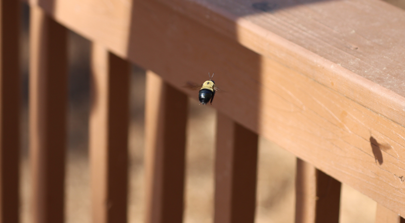 carpenter bees