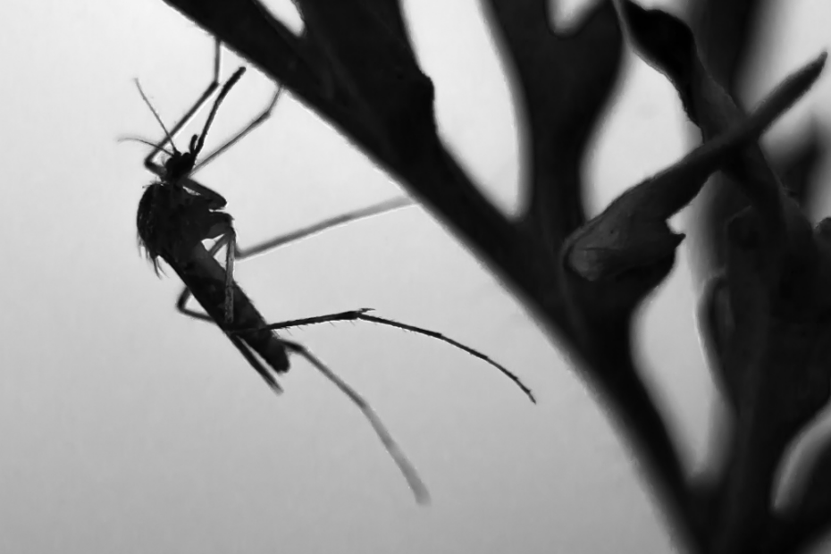 mosquito-worlds-deadliest-insect