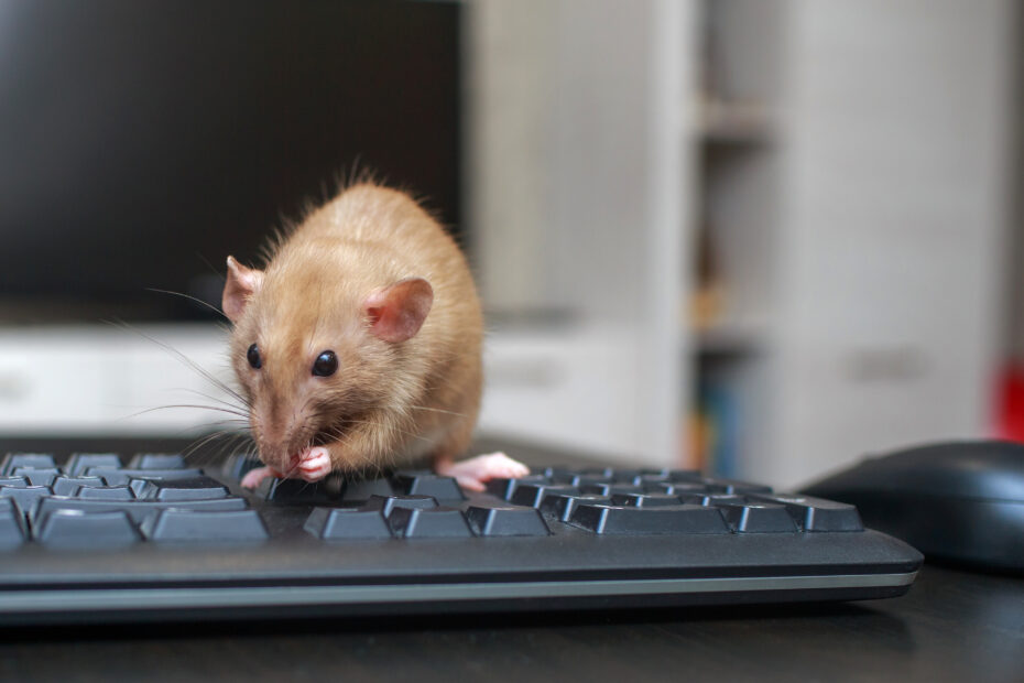 professional-pest-control-health-and-safety-compliance