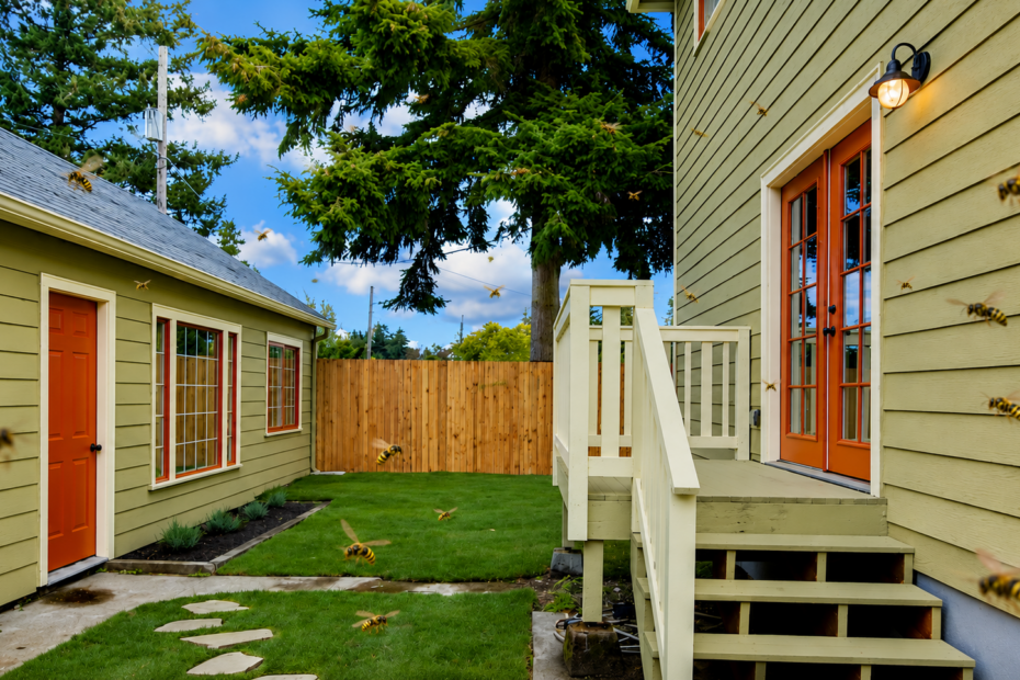 An image showing wasps flying around the outdoor space of a green and orange house