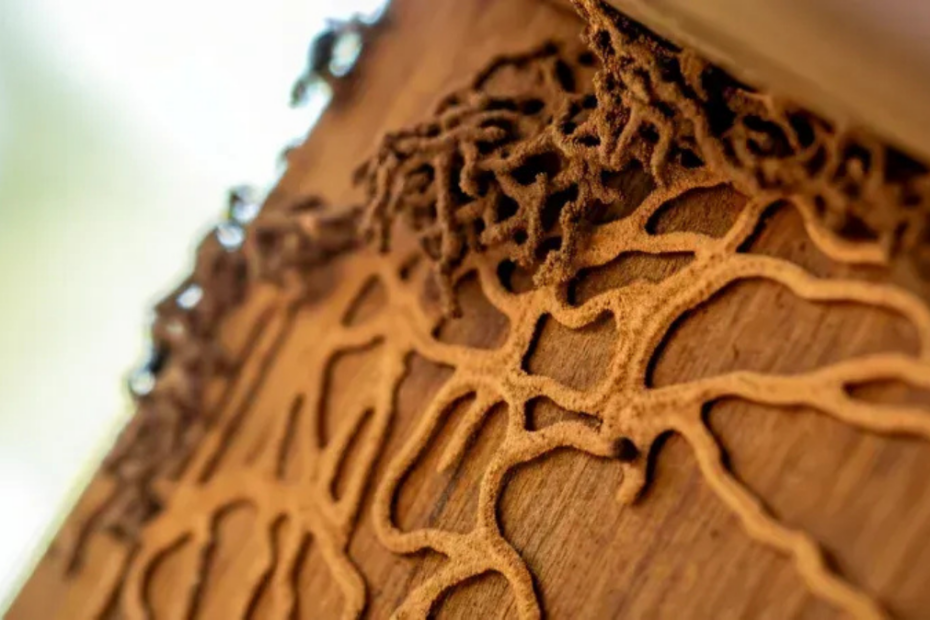 An image showing termite mud tubes, which is a sign of termite damage.