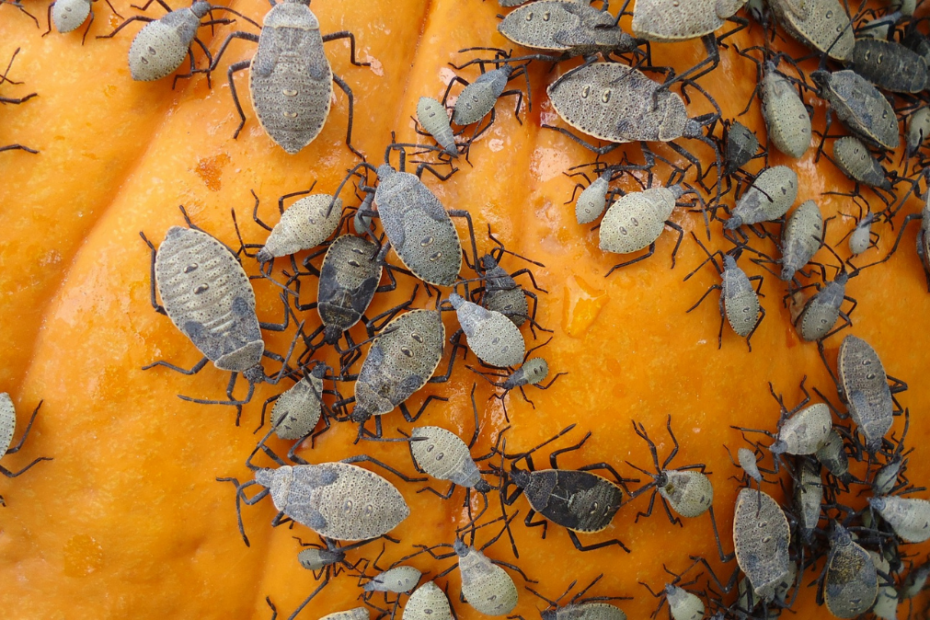 An image showing fall pests on the surface of a pumpkin.