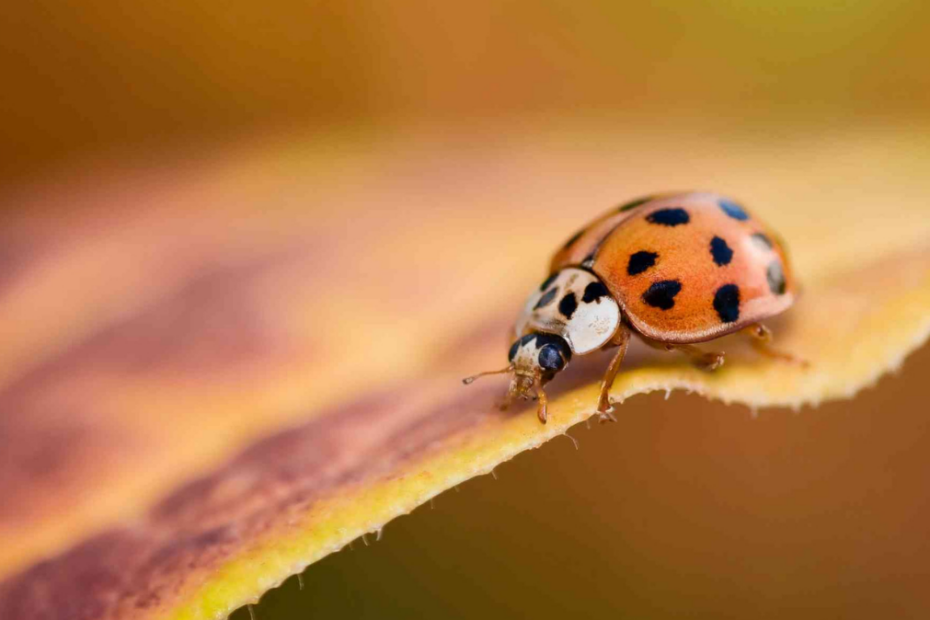 An image showing an Asian Lady Beetle on a dead leaf, a common fall pest to see in Southeast TN.